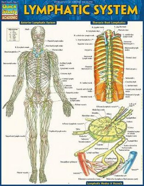 Lymphatic System