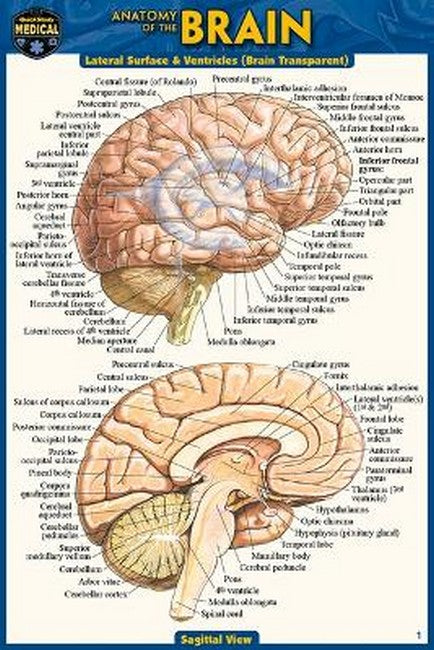 Anatomy of the Brain (Pocket-Sized Edition - 4x6 Inches) 2/e