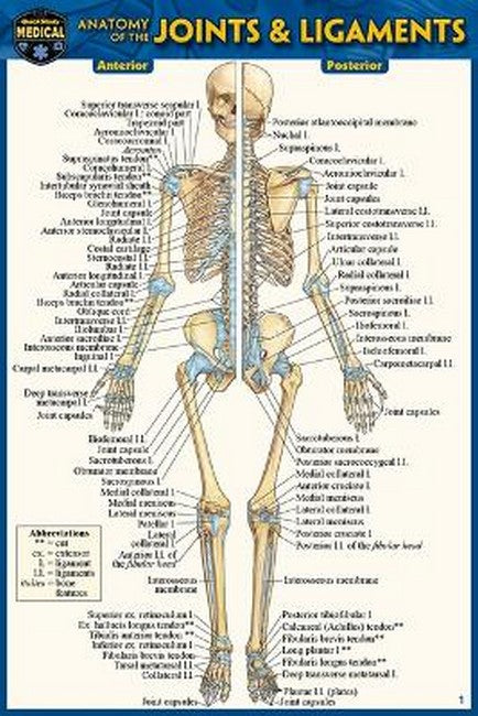 Anatomy of the Joints & Ligaments (Pocket-Sized Edition - 4x6 Inches) 2/e