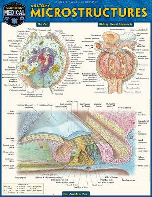 Anatomy Microstructures