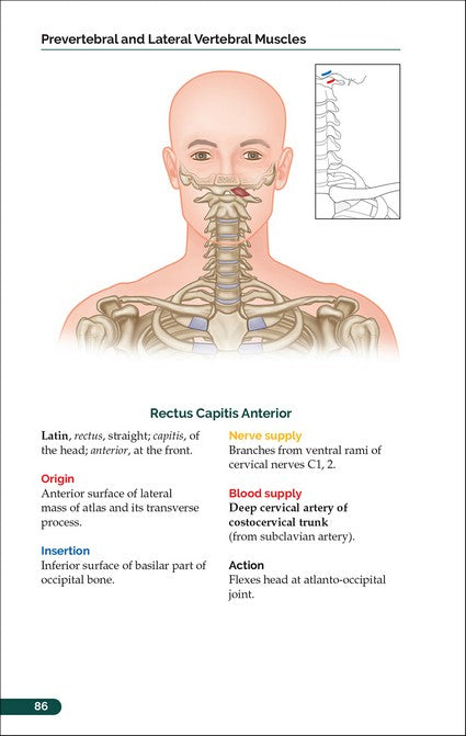 The Pocket Atlas of Skeletal Muscles
