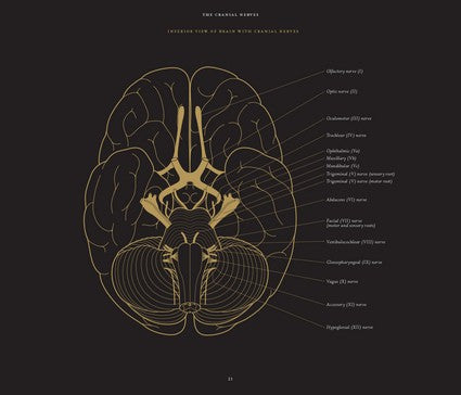Anatomy in Black 2/e