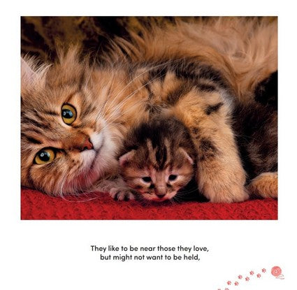 All Cats Are on the Autism Spectrum