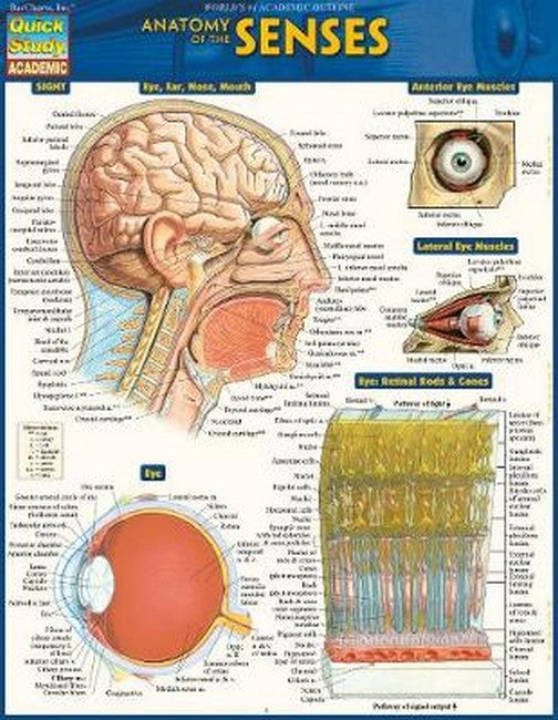 Anatomy of the Senses