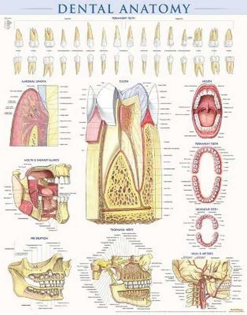Dental Anatomy