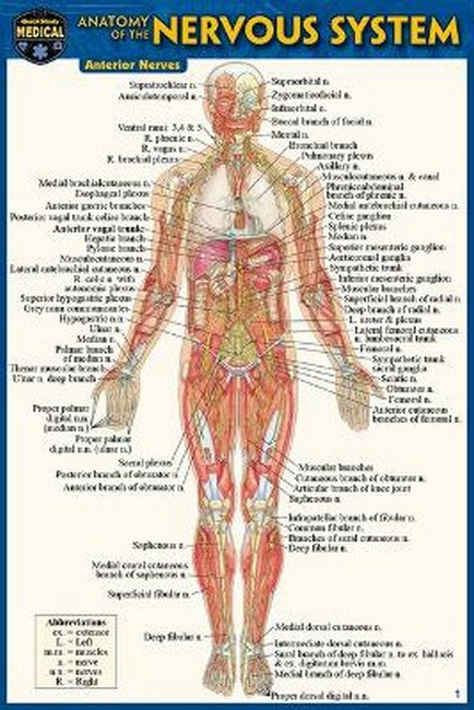 Anatomy of the Nervous System (Pocket-Sized Edition -4x6 Inches) 2/e