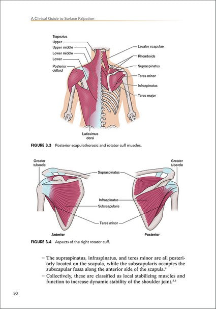 A Clinical Guide to Surface Palpation 2/e