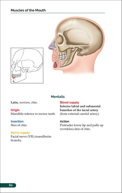 The Pocket Atlas of Skeletal Muscles