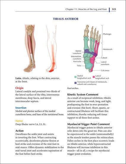 Understanding Fascia, Tensegrity, and Myofascial Trigger Points