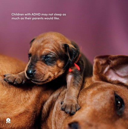 All Dogs Have ADHD 2/e